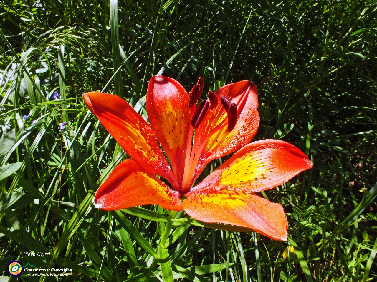 07 col 'Giglio rosso' (Lilium bulbiferum).JPG